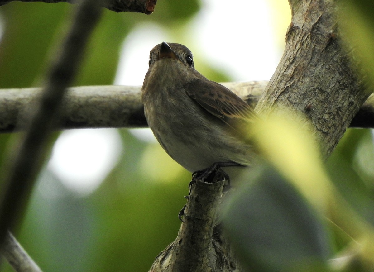 Brown-streaked Flycatcher - ML643924654