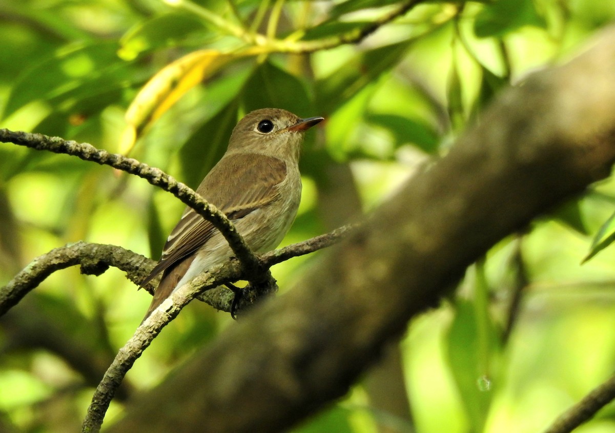 Brown-streaked Flycatcher - ML643924655