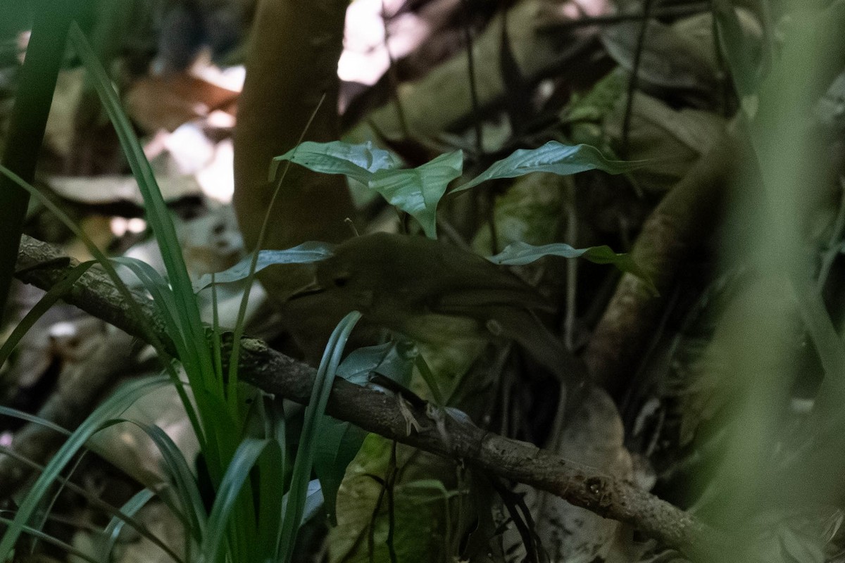 Atherton Scrubwren - ML643924696