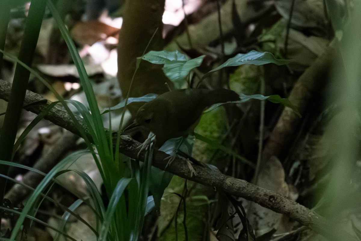 Atherton Scrubwren - ML643924697