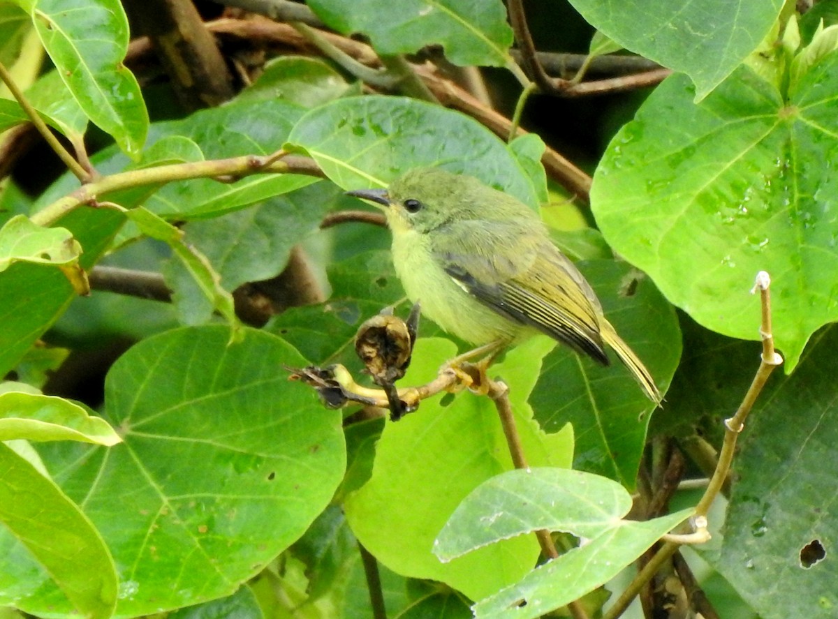 Souimanga à joues rubis - ML643924719