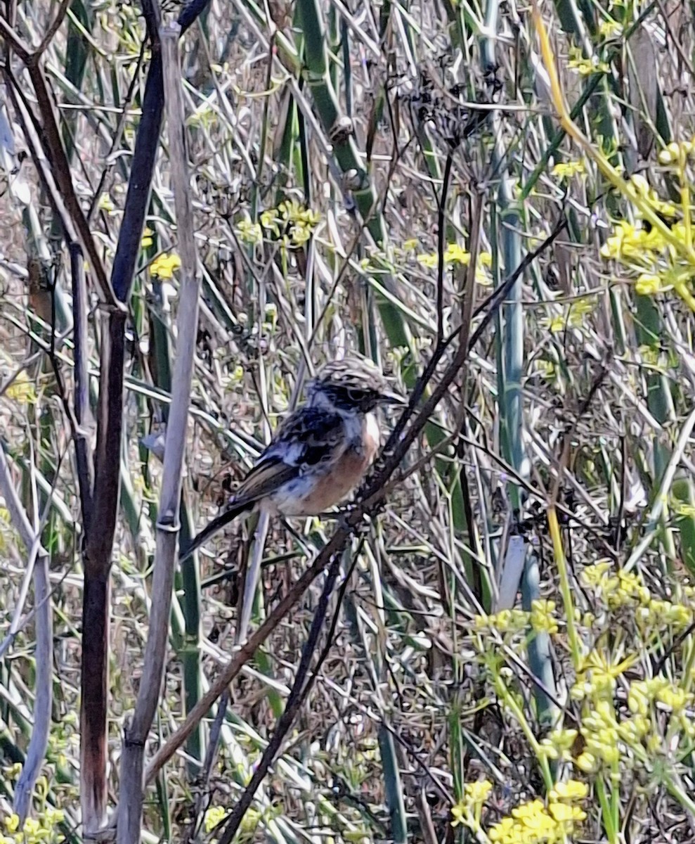European Stonechat - ML643924733