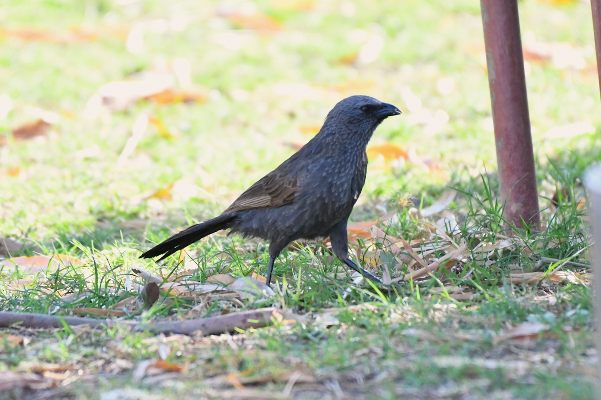 Apostlebird - ML643924741