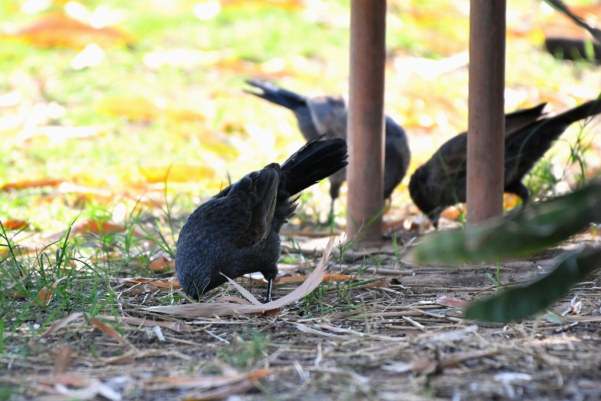 Apostlebird - ML643924742