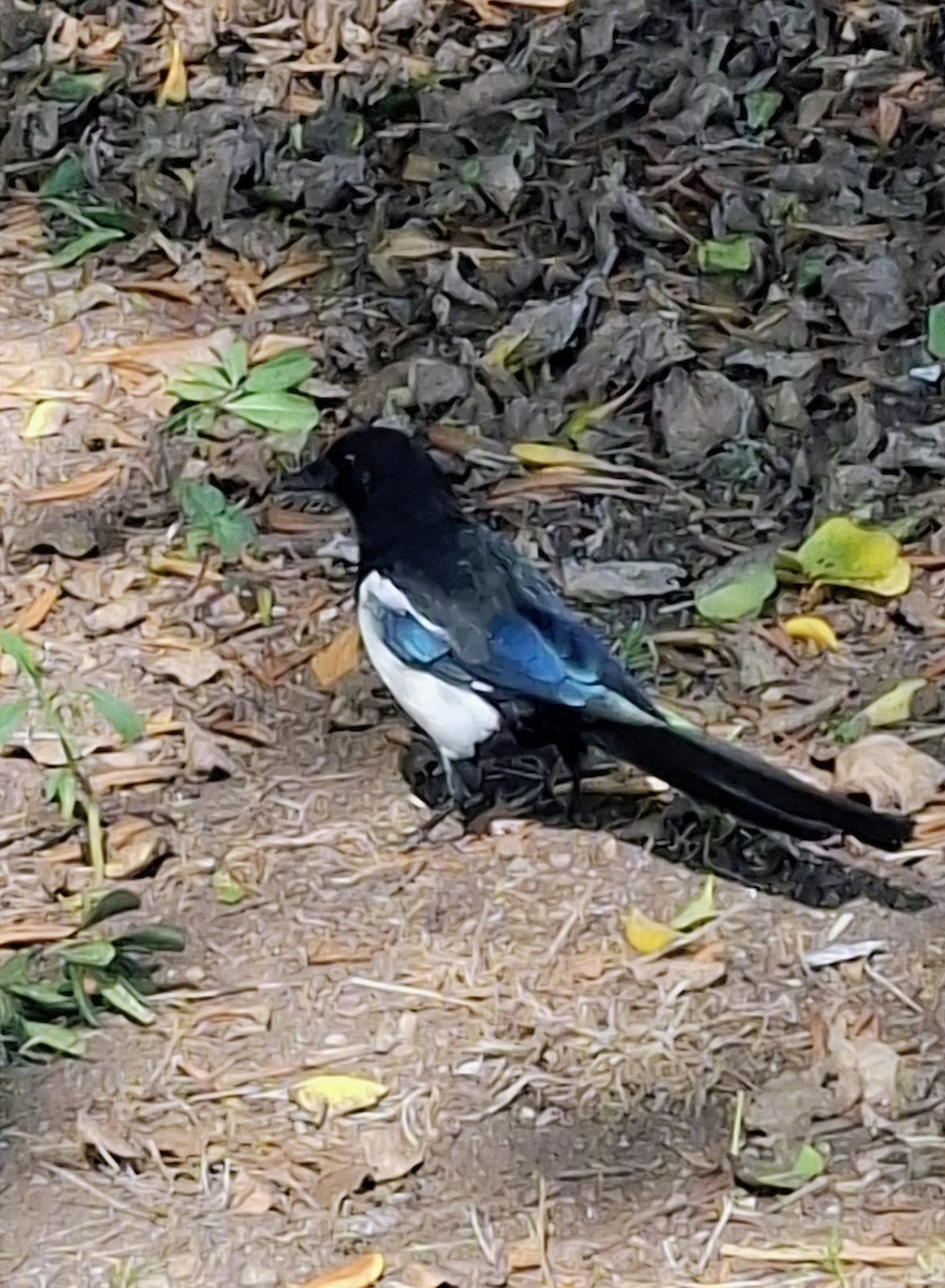 Eurasian Magpie - ML643924745