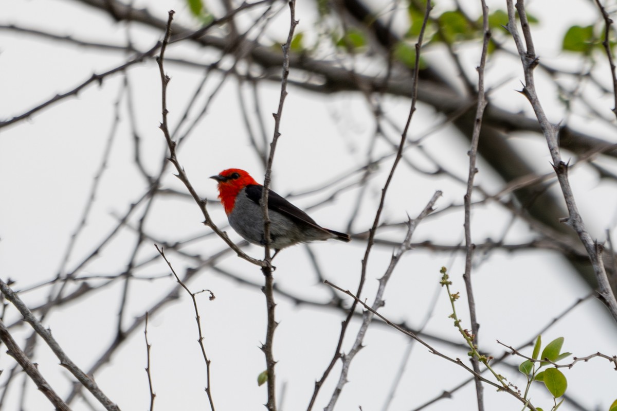 Scarlet-headed Flowerpecker - ML643924766