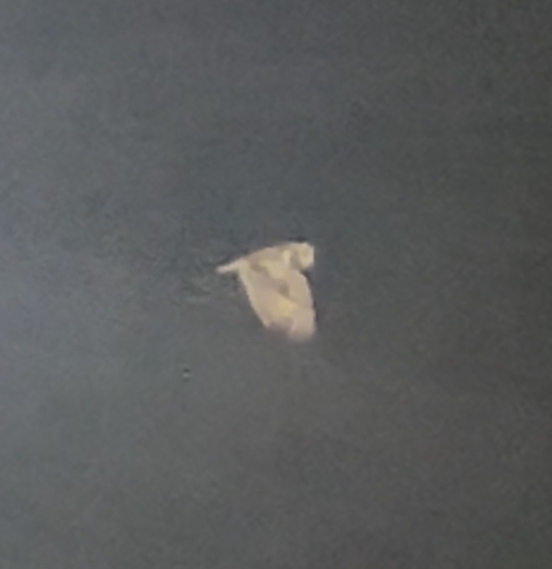 Gufo di palude - ML643924767