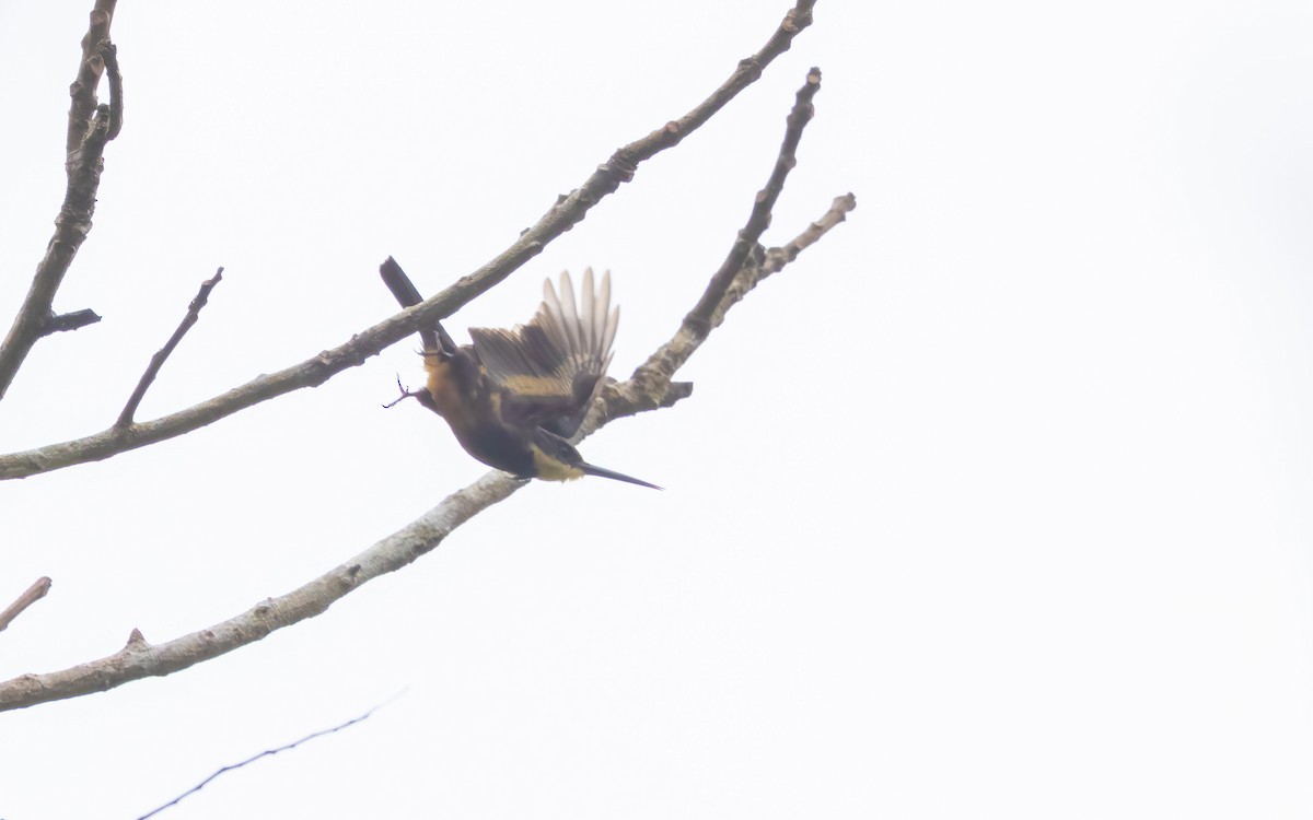 Dusky-backed Jacamar - ML643924776