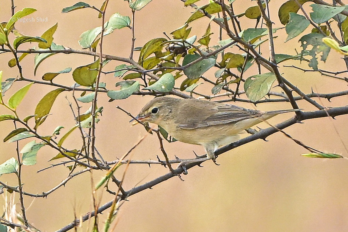 Booted Warbler - ML643924792