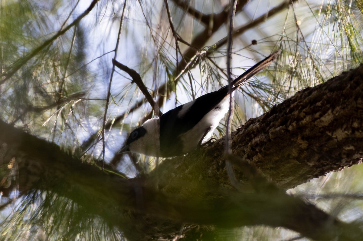 Pied Monarch - ML643924808