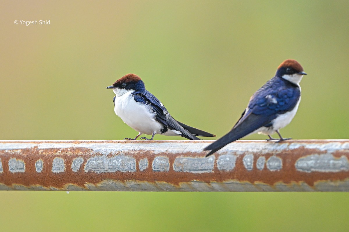 Wire-tailed Swallow - ML643924823