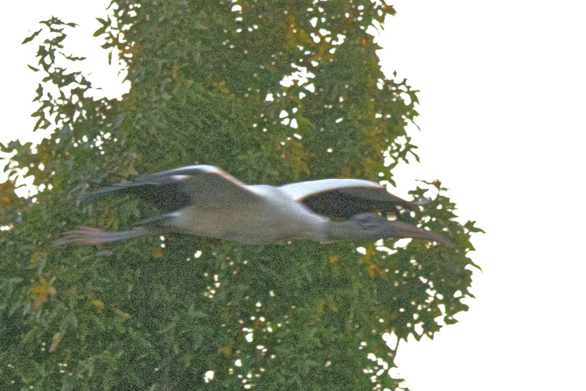 Wood Stork - ML643924835