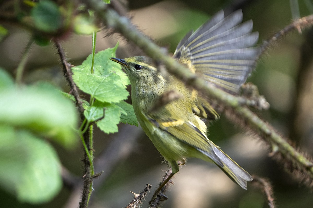 Buff-barred Warbler - ML643924850