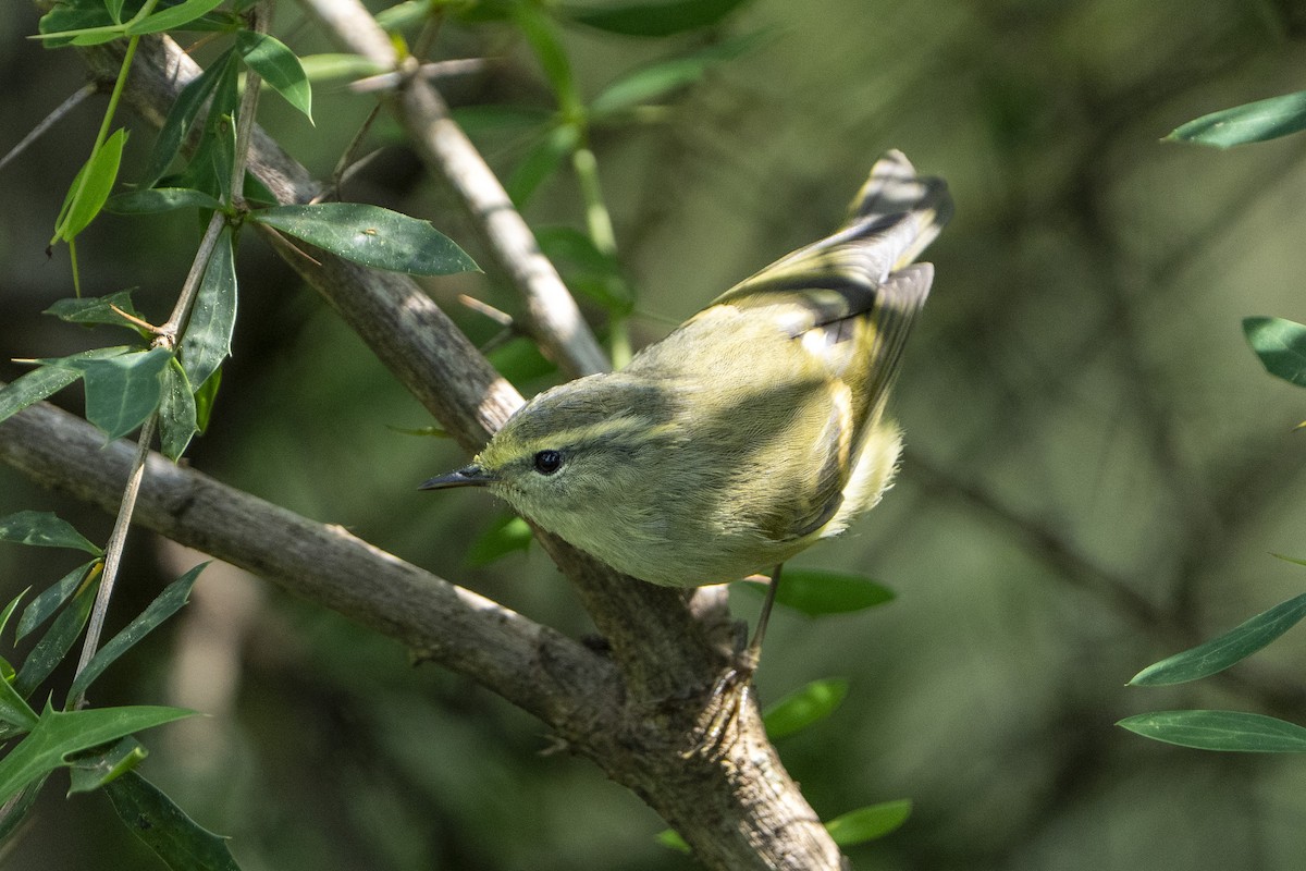Buff-barred Warbler - ML643924851