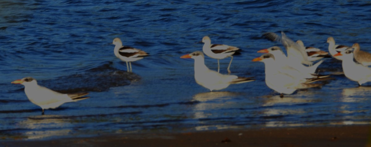 American Avocet - ML643924868