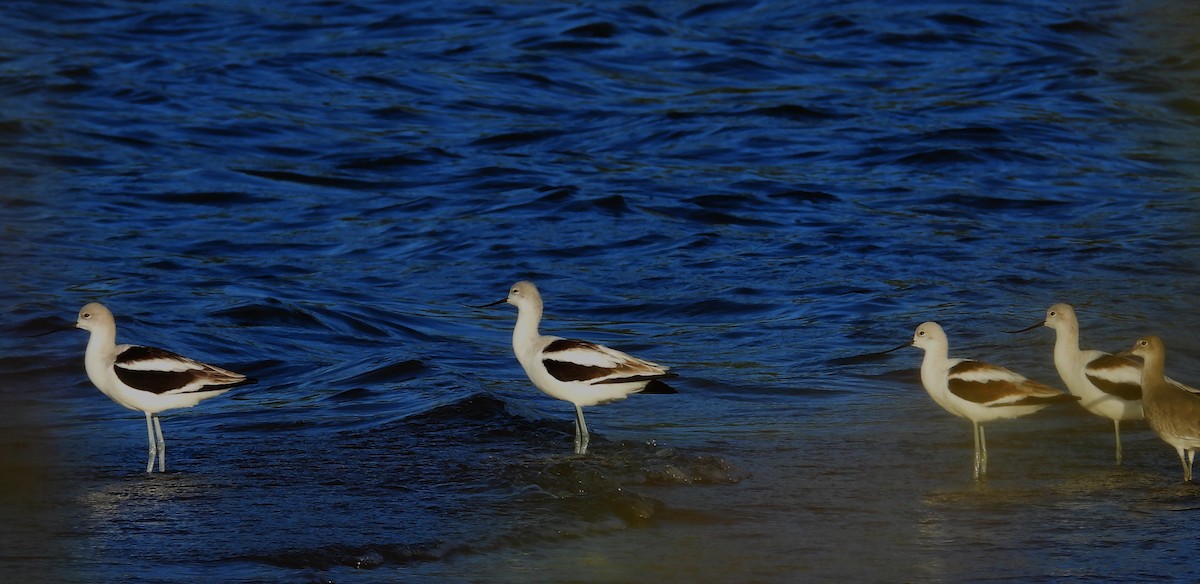American Avocet - ML643924869
