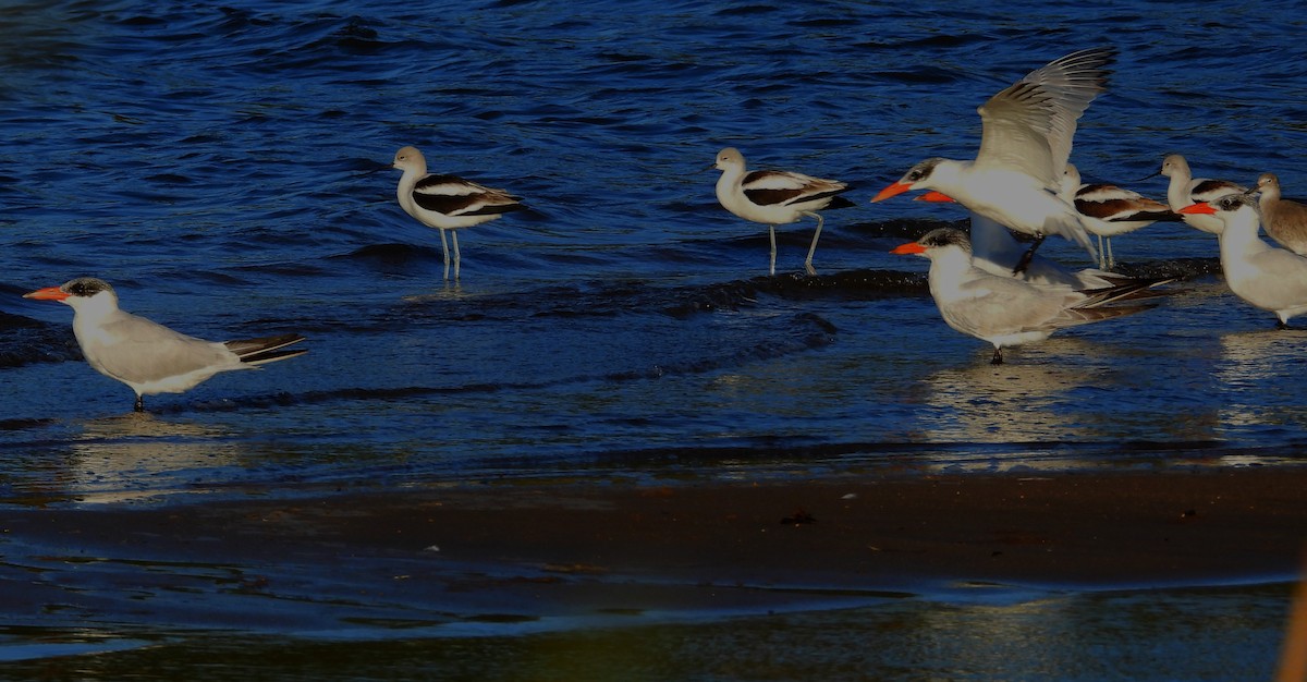 American Avocet - ML643924870