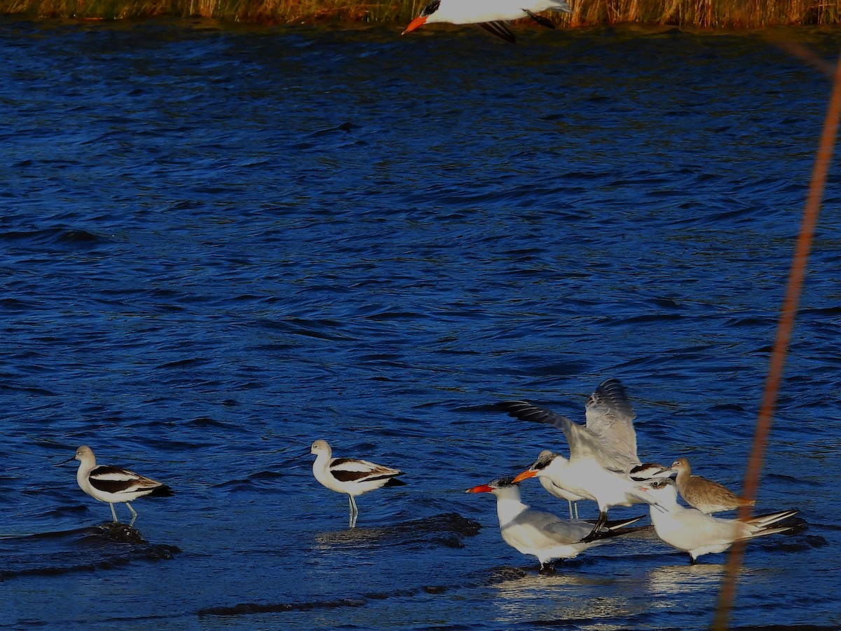 Willet - ML643924871