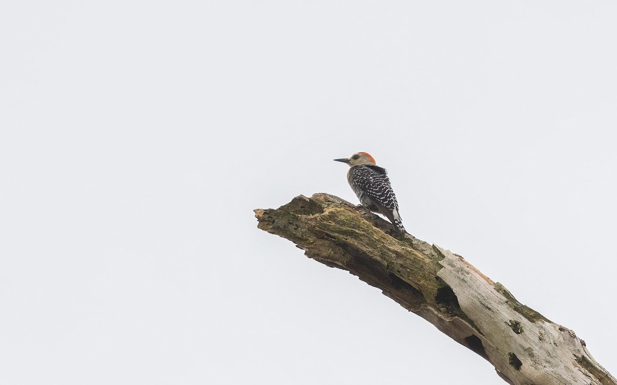 Red-crowned Woodpecker - ML643924884