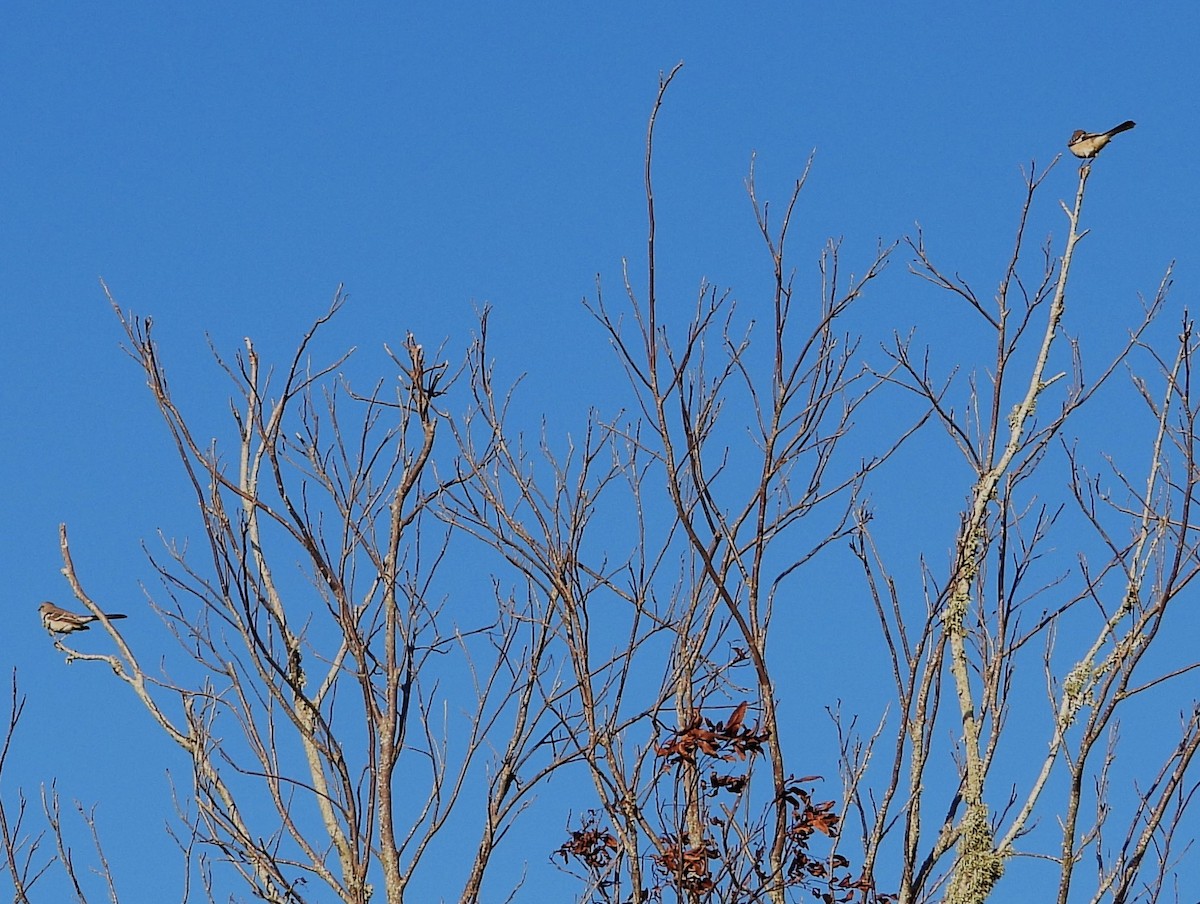 Northern Mockingbird - ML643924885