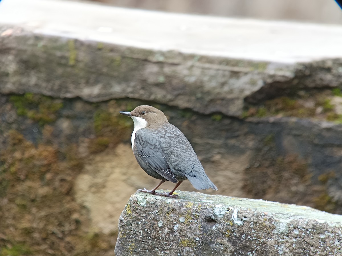 White-throated Dipper - ML643924891