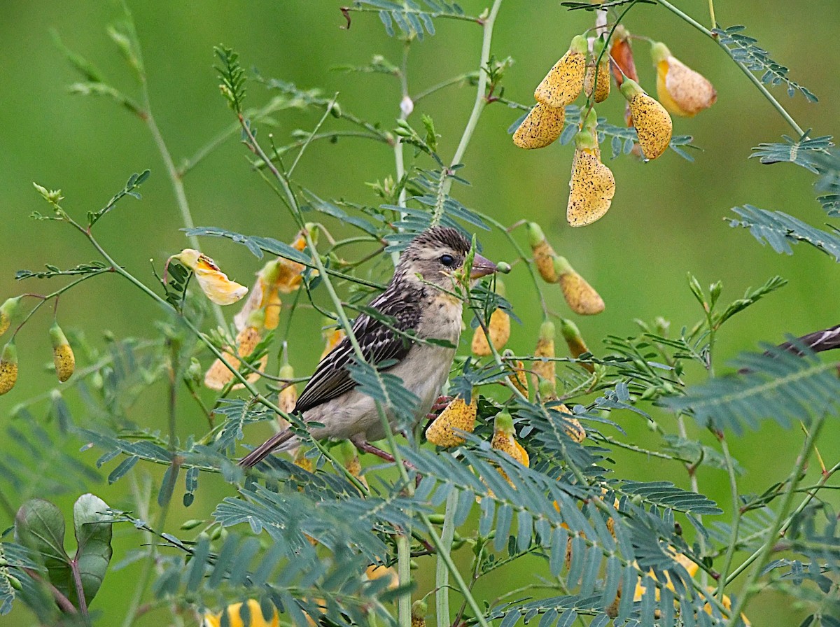 Streaked Weaver - ML643924894