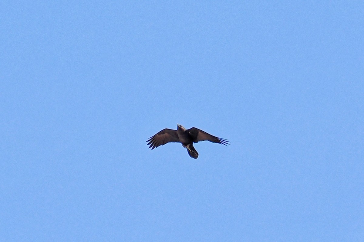 Corbeau brun - ML643924895
