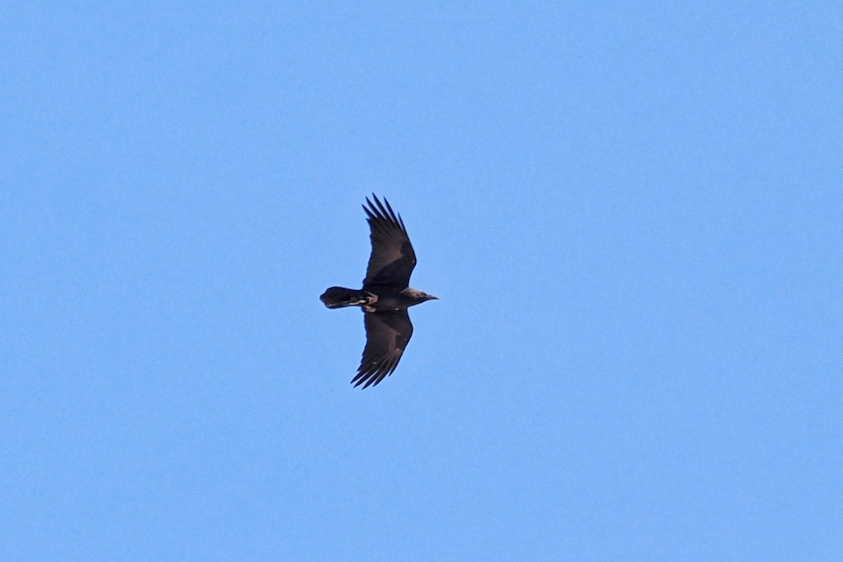 Corbeau brun - ML643924896