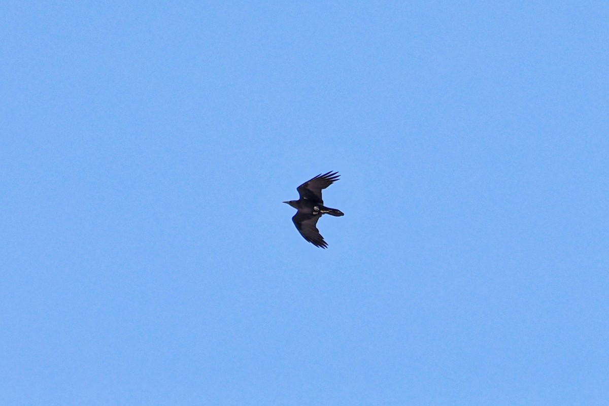 Corbeau brun - ML643924898
