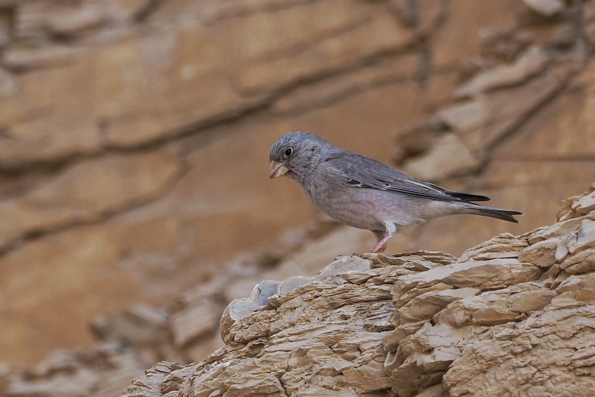 Trumpeter Finch - ML643924914