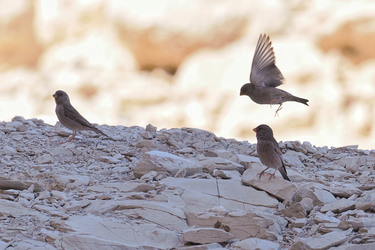 Trumpeter Finch - ML643924918