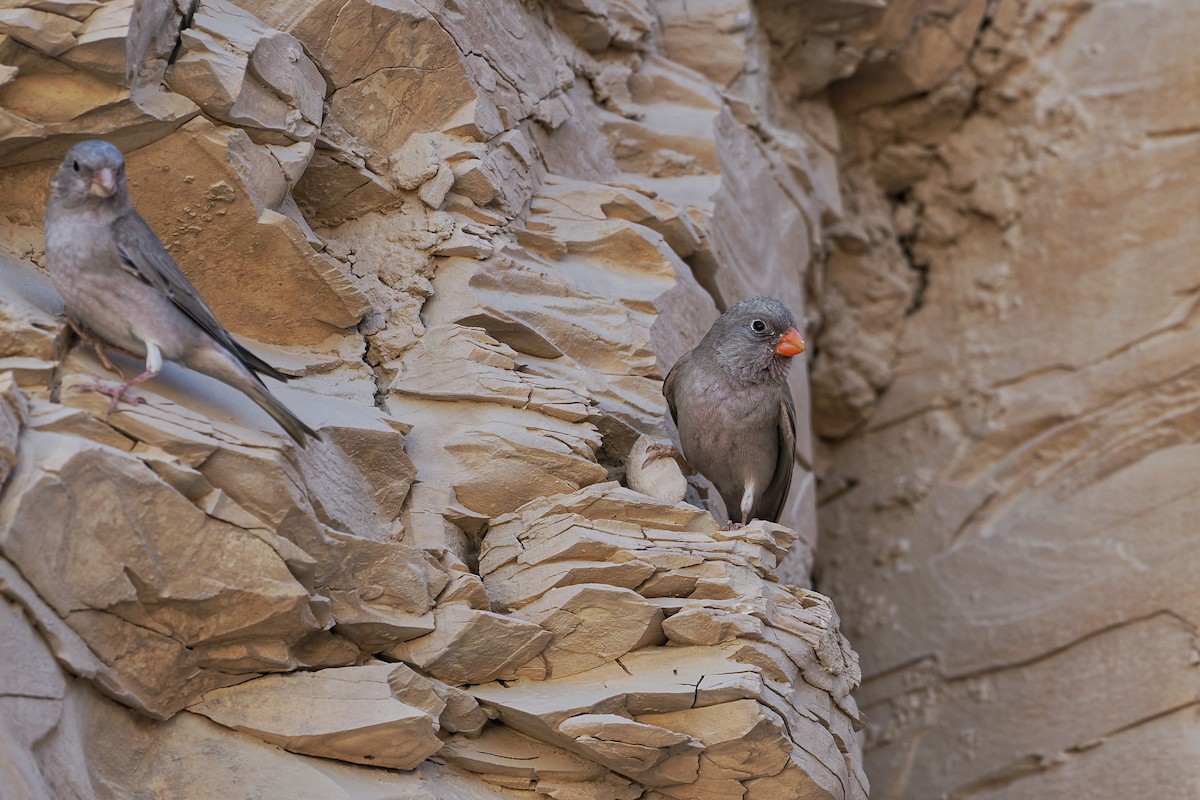 Trumpeter Finch - ML643924921