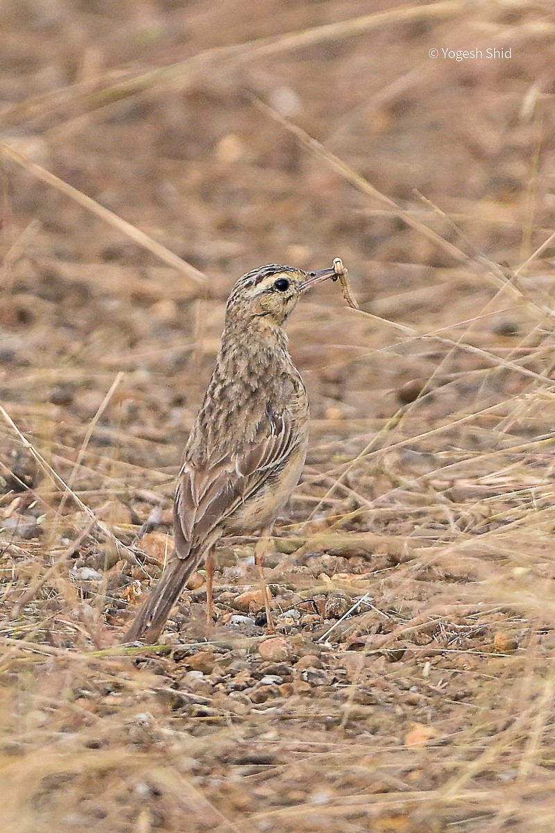 Tawny Pipit - ML643924937