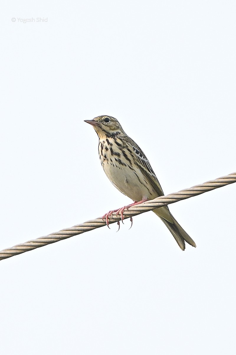 Tree Pipit - ML643924957