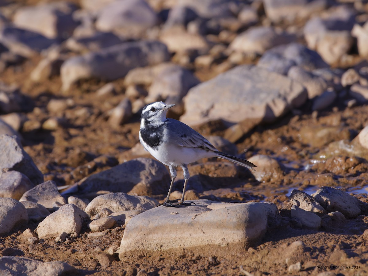 White Wagtail (Moroccan) - ML643924962