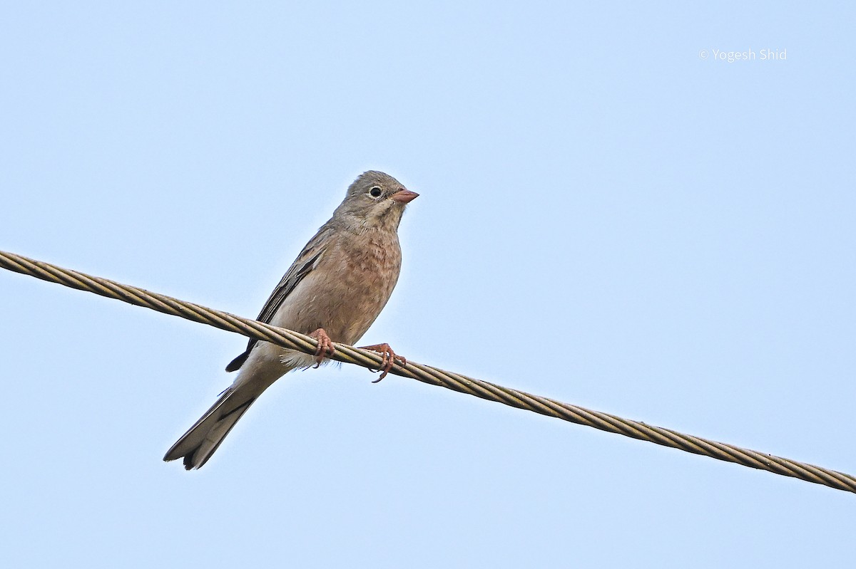 Gray-necked Bunting - ML643924966