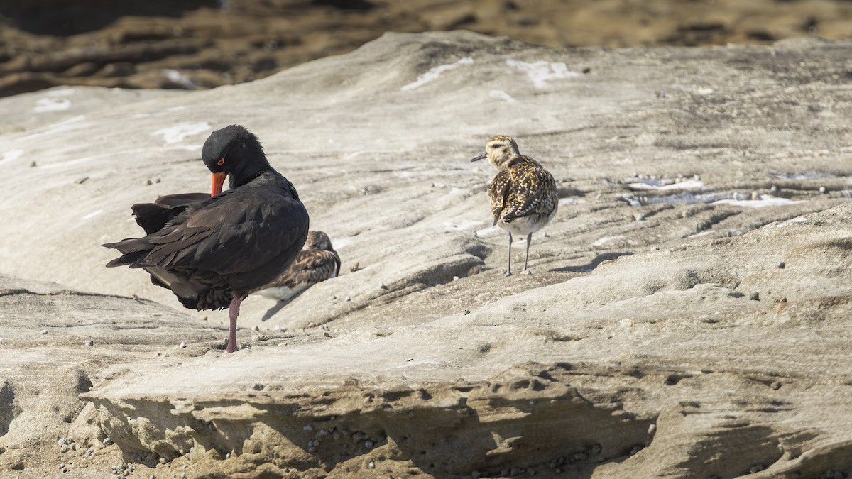 オーストラリアクロミヤコドリ - ML643924969