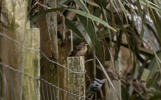 Ortolan Bunting - ML643924974