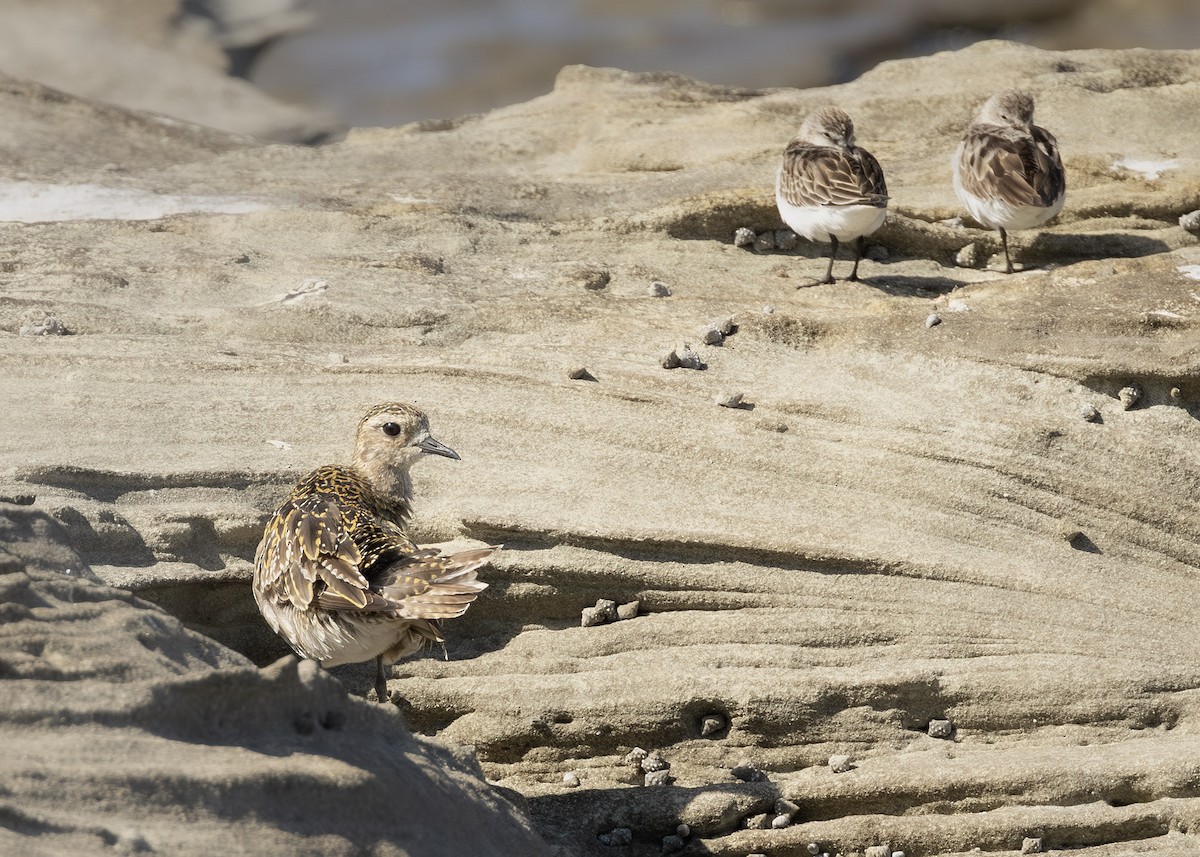 ムナグロ - ML643924976