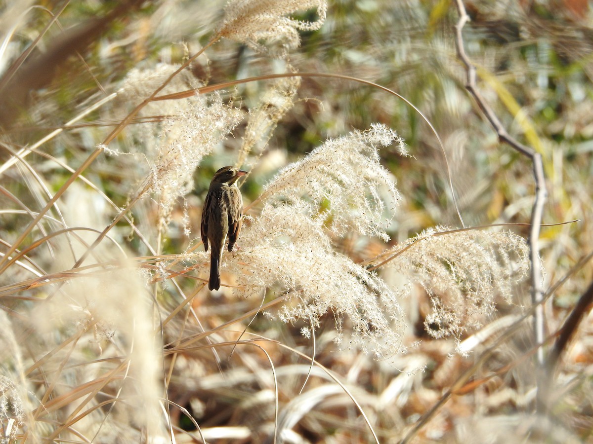 Masked Bunting - ML643924979