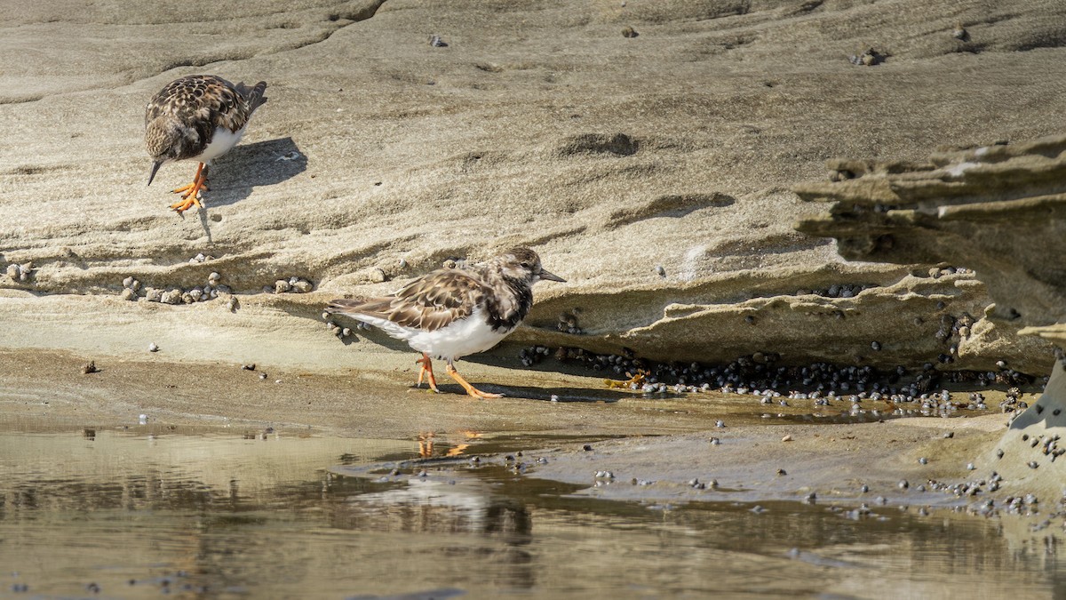 キョウジョシギ - ML643924980