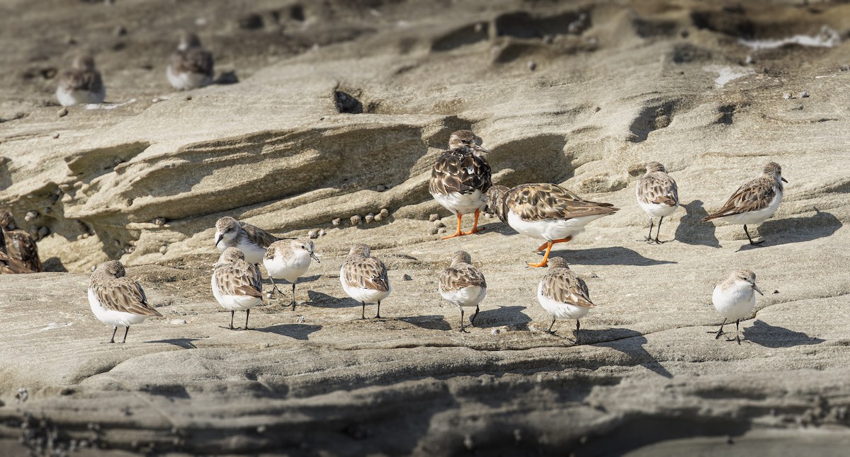 トウネン - ML643924982