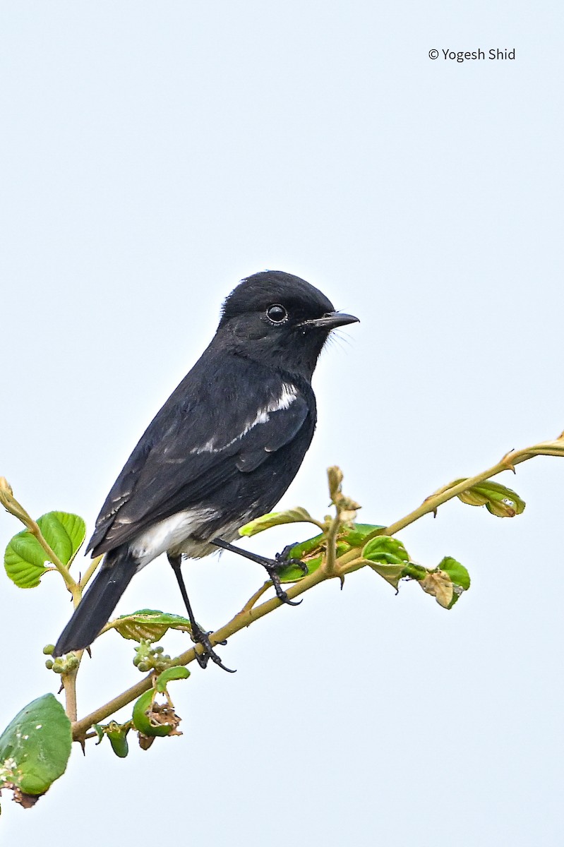 Pied Bushchat - ML643924983