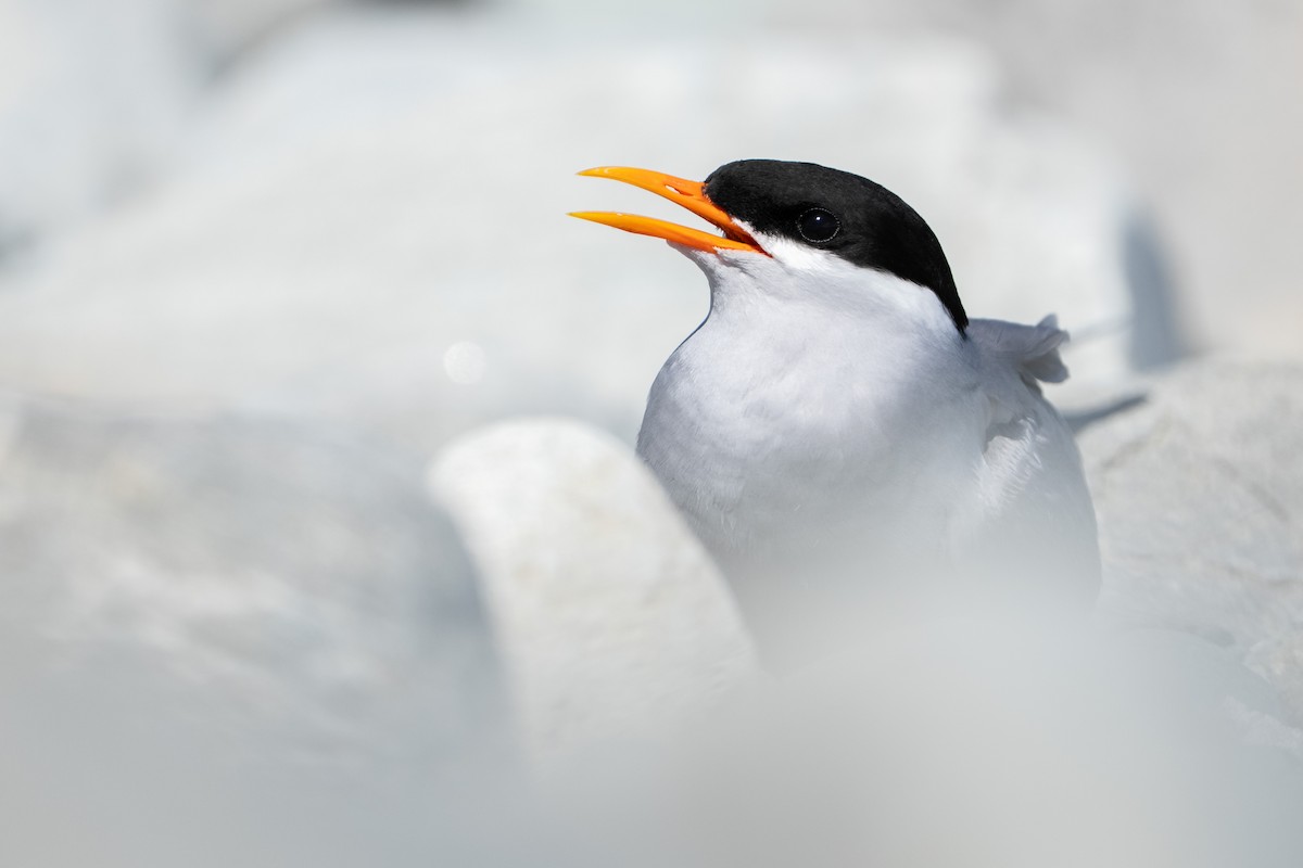 Black-fronted Tern - ML643924994