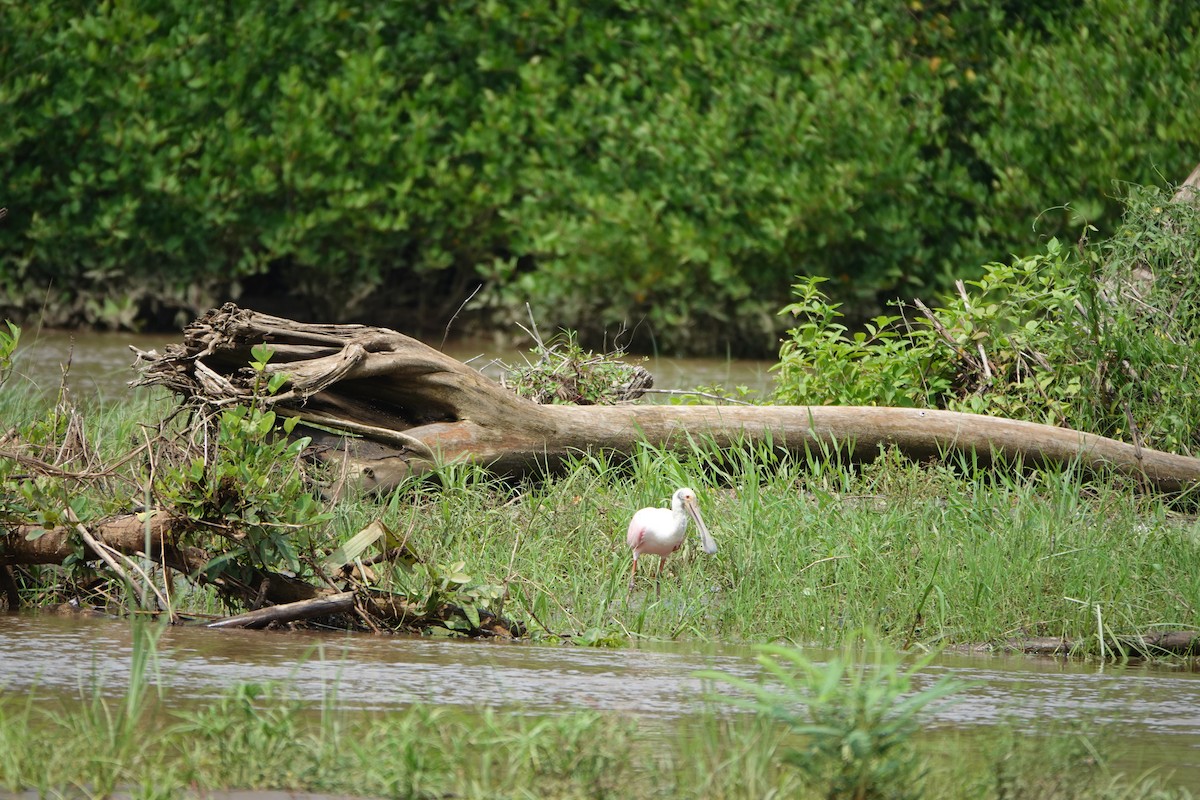 Roseate Spoonbill - ML643925005