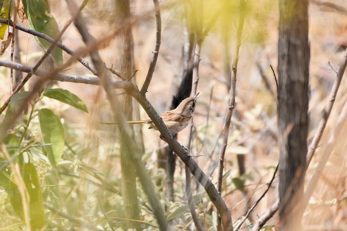 Red-backed Fairywren - ML643925023