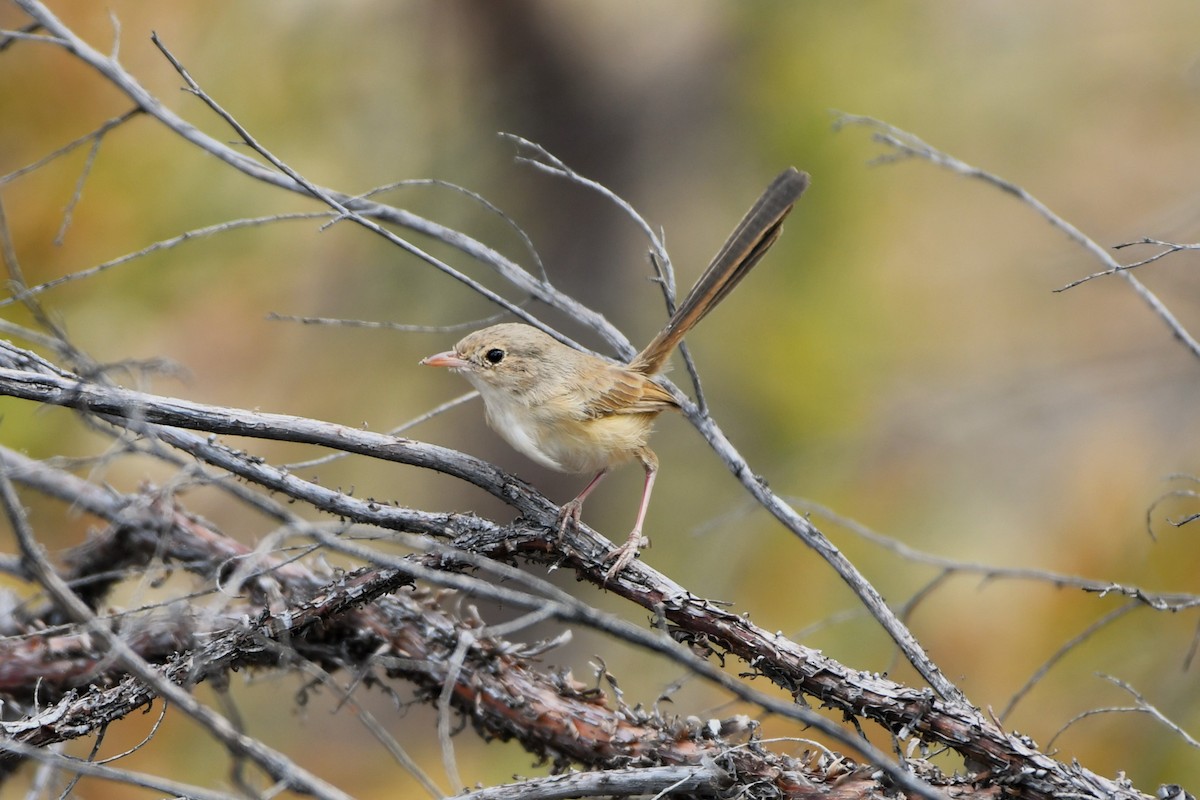 Red-backed Fairywren - ML643925024