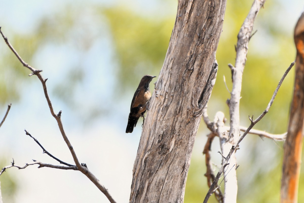 Black-tailed Treecreeper - ML643925040