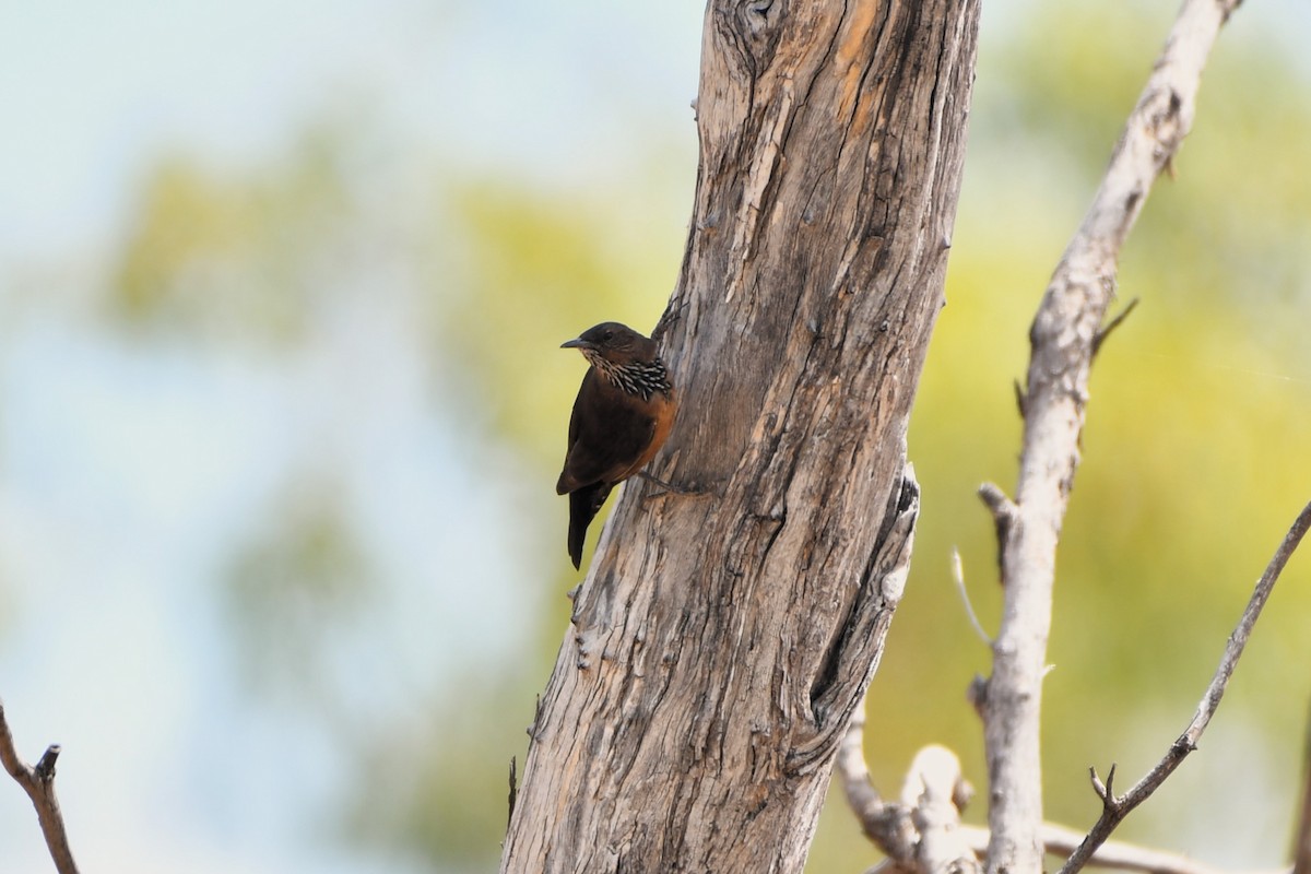 Black-tailed Treecreeper - ML643925041