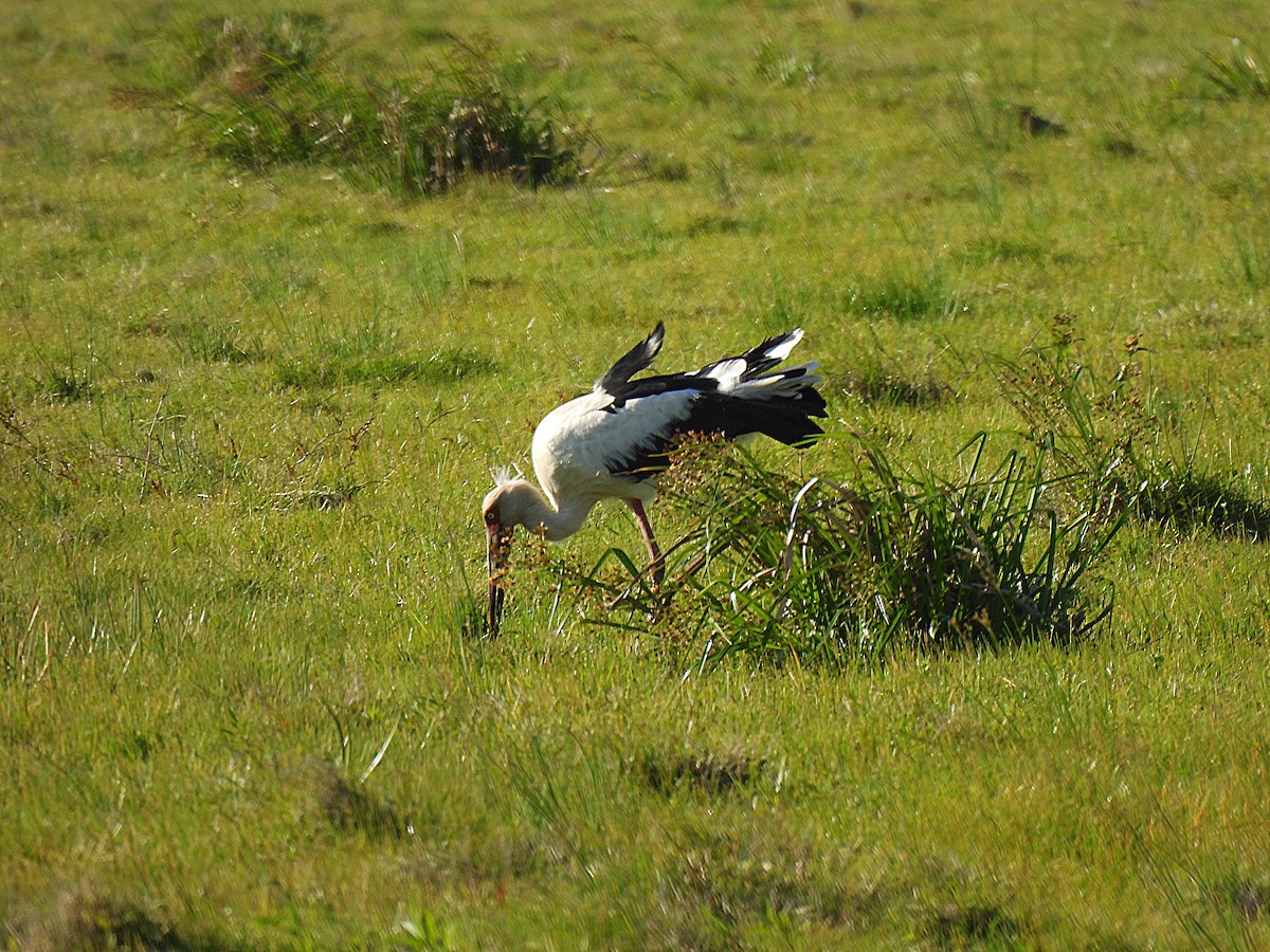 Maguari Stork - ML643925065